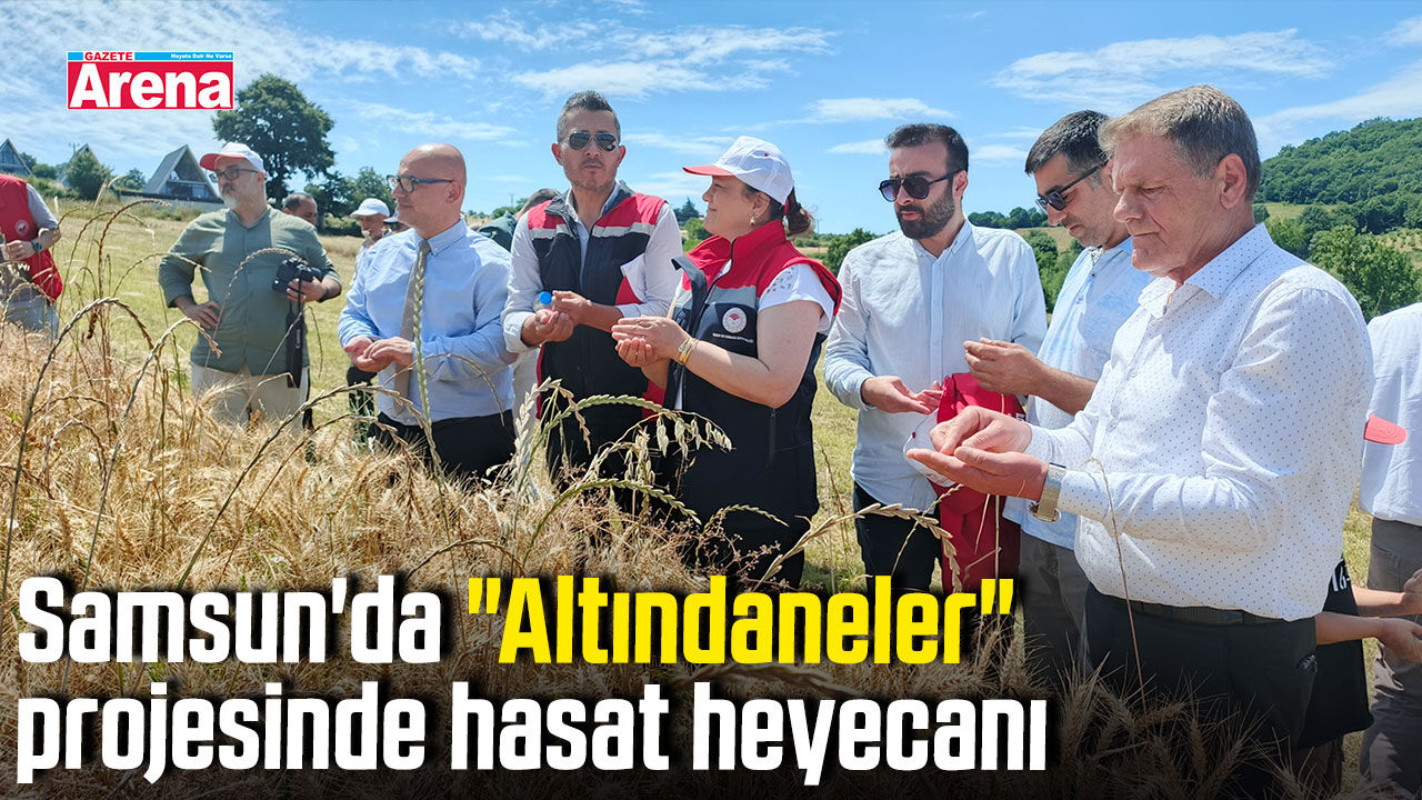 Samsun'da "Altındaneler" projesinde hasat heyecanı
