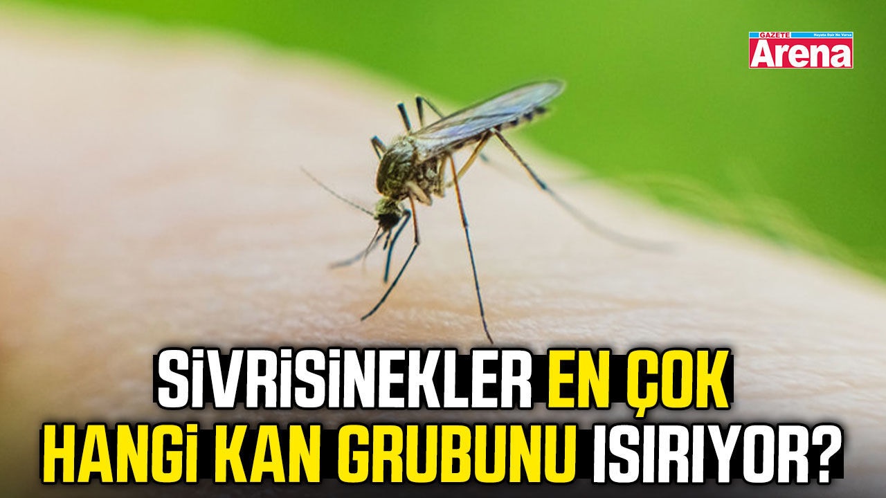 Sivrisinekler en çok hangi kan grubunu ısırıyor?