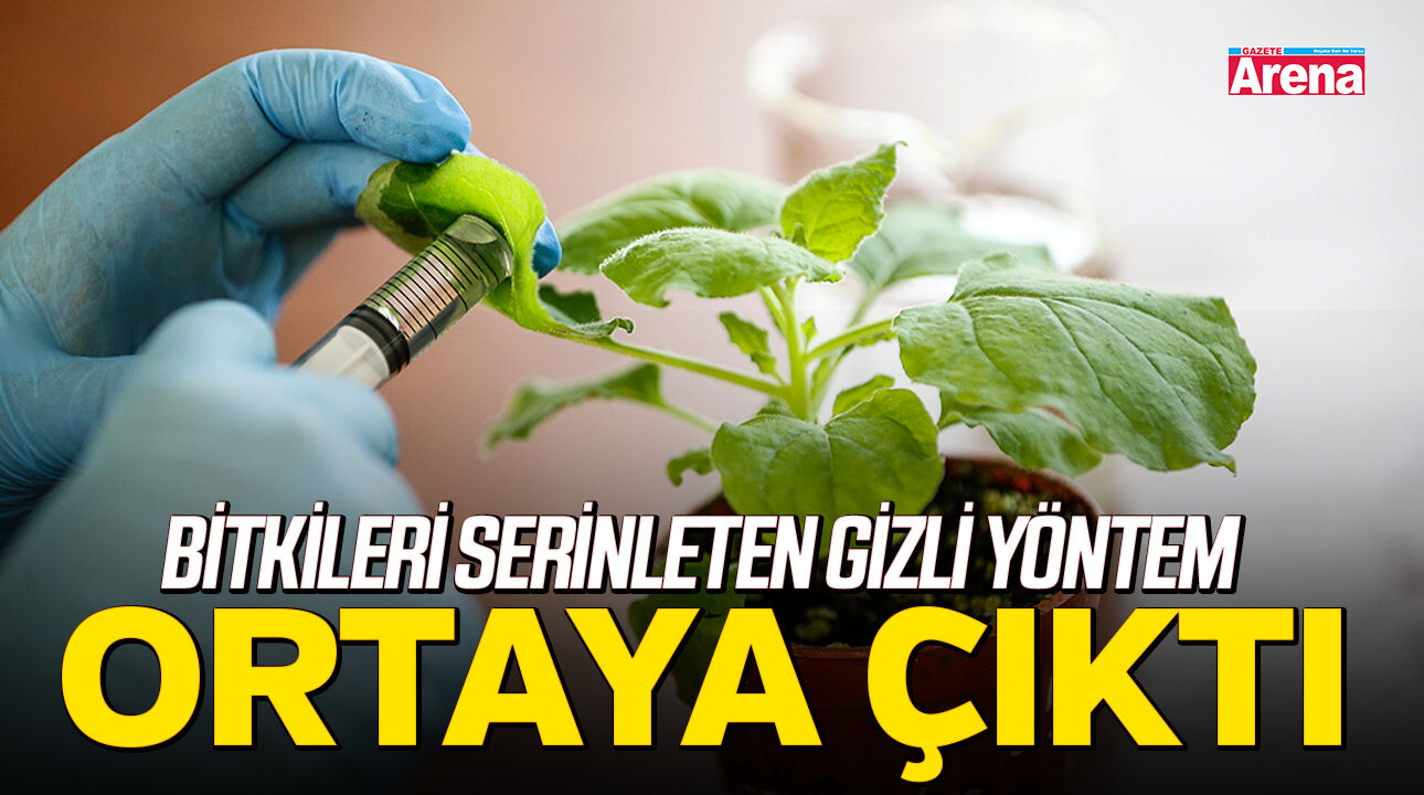 Bitkileri serinleten gizli yöntem ortaya çıktı
