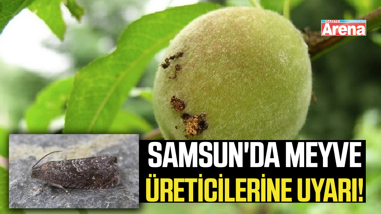Samsun'da meyve üreticilerine uyarı!