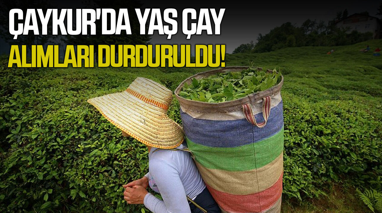 ÇAYKUR'da yaş çay alımları durduruldu!