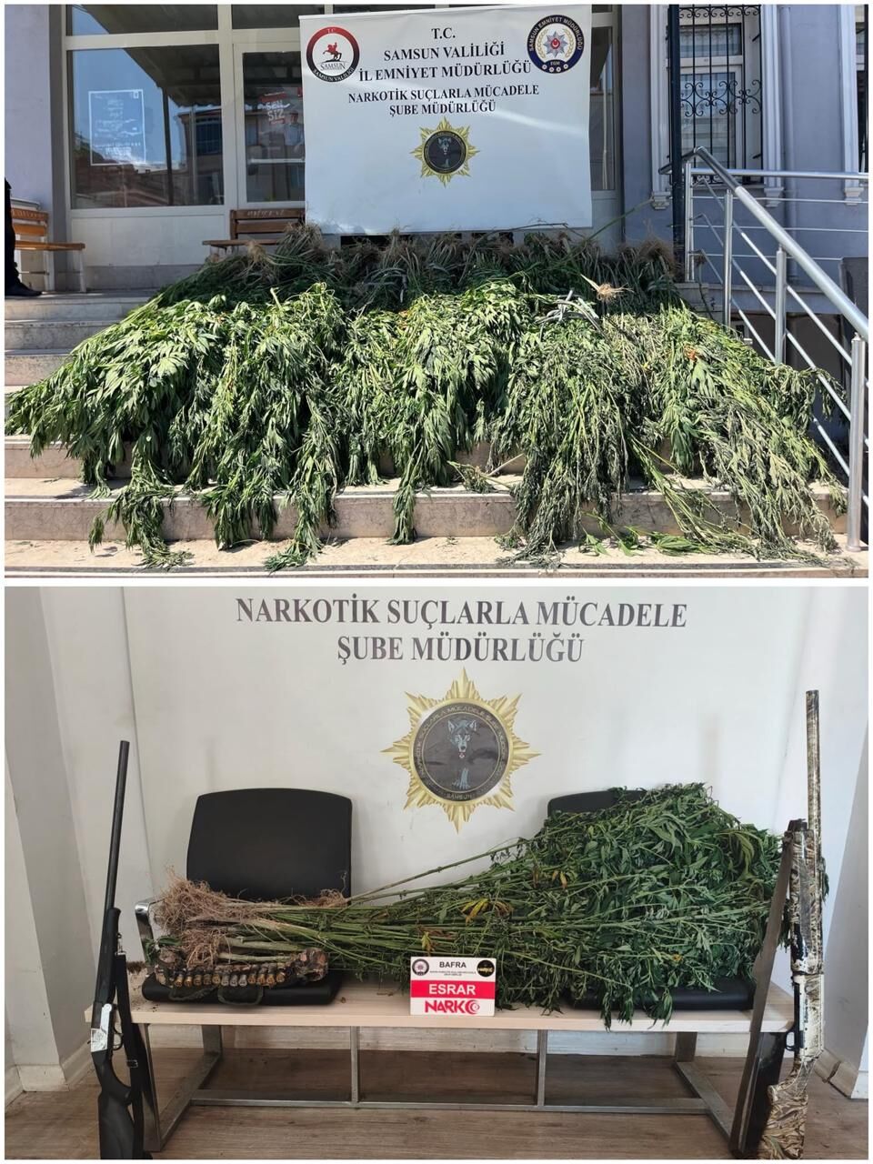 Bafra'da Zehir Tacirlerinin Planı Tarlada Bozuldu (2)
