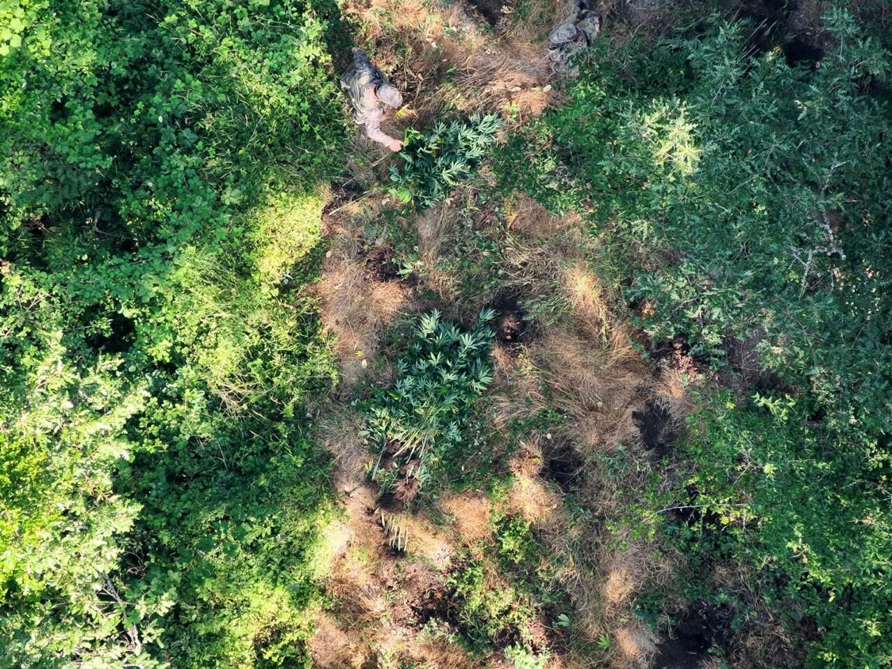 Bafra'da Zehir Tacirlerinin Planı Tarlada Bozuldu (3)
