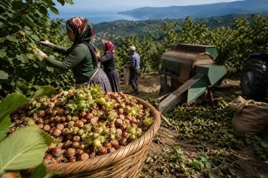 Fındık Hasadı Takvimi Açıklandı! Tarihler Ve Çalışma Kuralları Belli Oldu 1