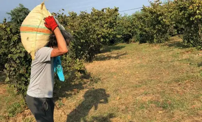 Fındık Hasadı Takvimi Açıklandı! Tarihler Ve Çalışma Kuralları Belli Oldu