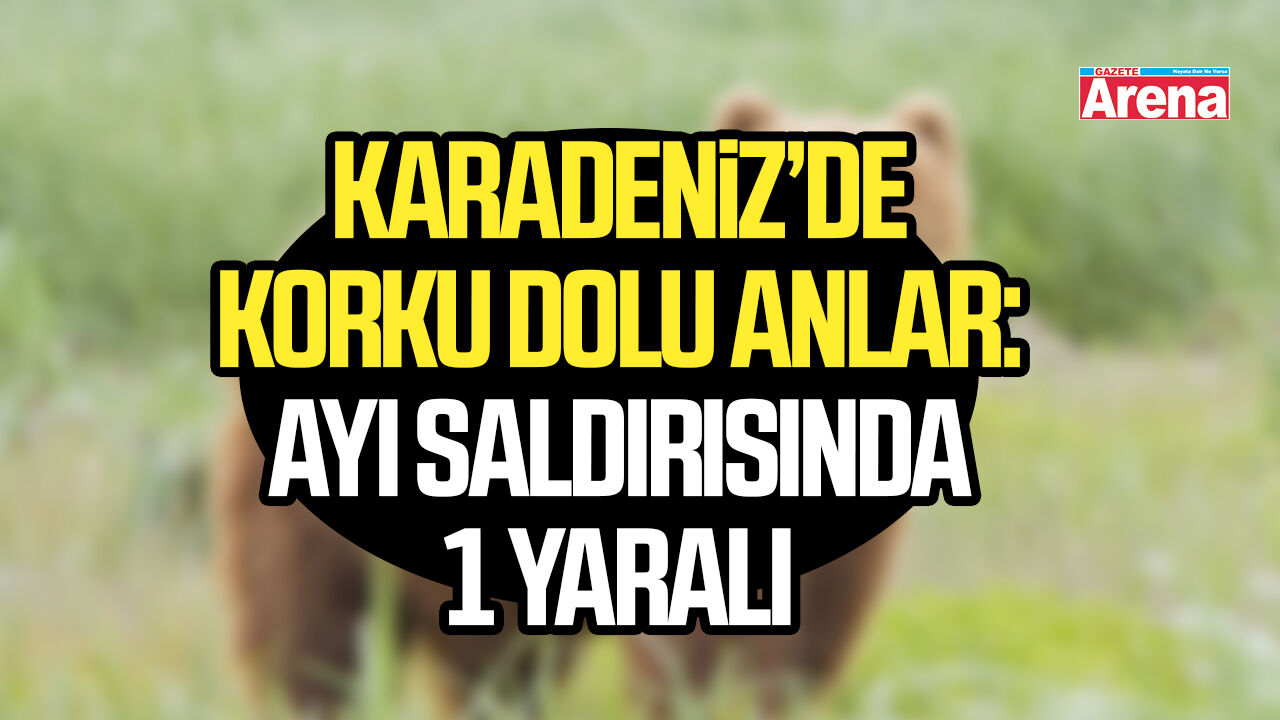Karadeniz'de ayı saldırısı!