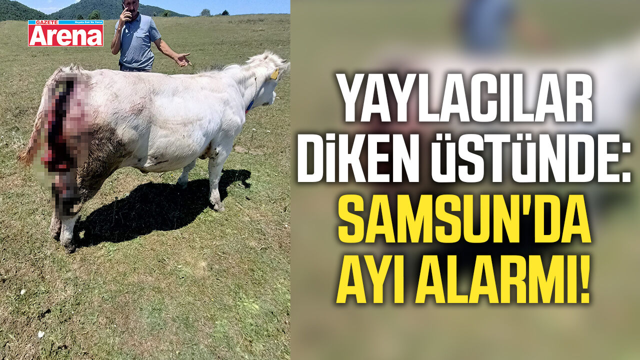 Yaylacılar diken üstünde: Samsun'da ayı alarmı!