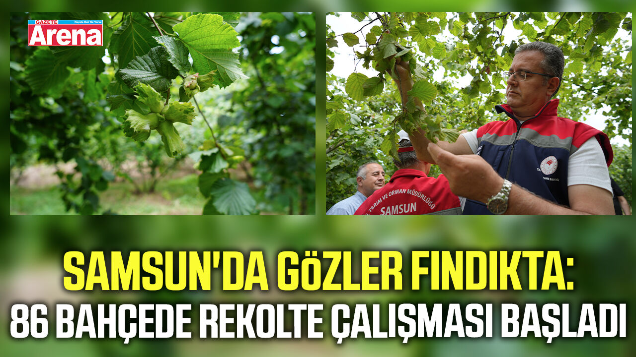 Samsun'da gözler fındıkta: 86 bahçede rekolte çalışması