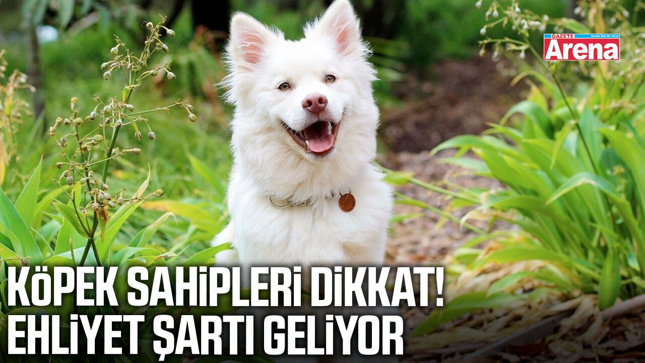 Köpek sahiplerine ehliyet şartı