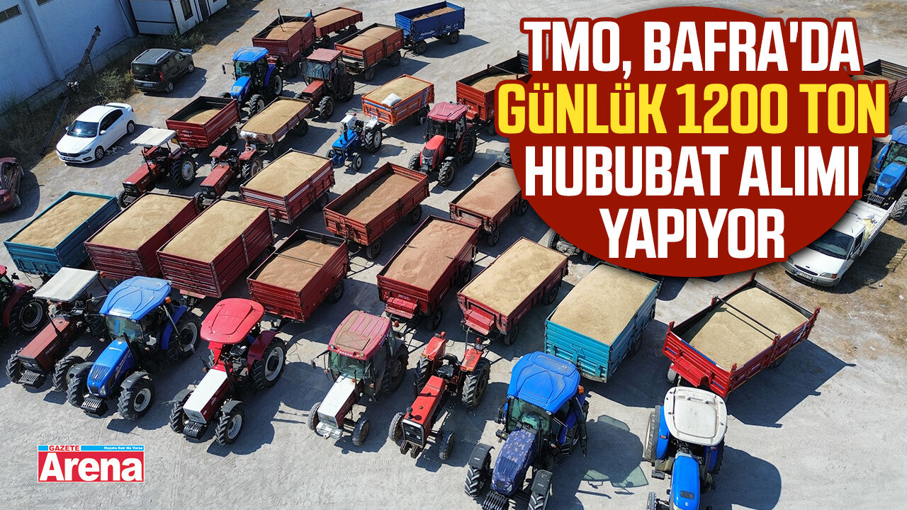 TMO, Bafra'da günlük 1200 ton hububat alımı yapıyor