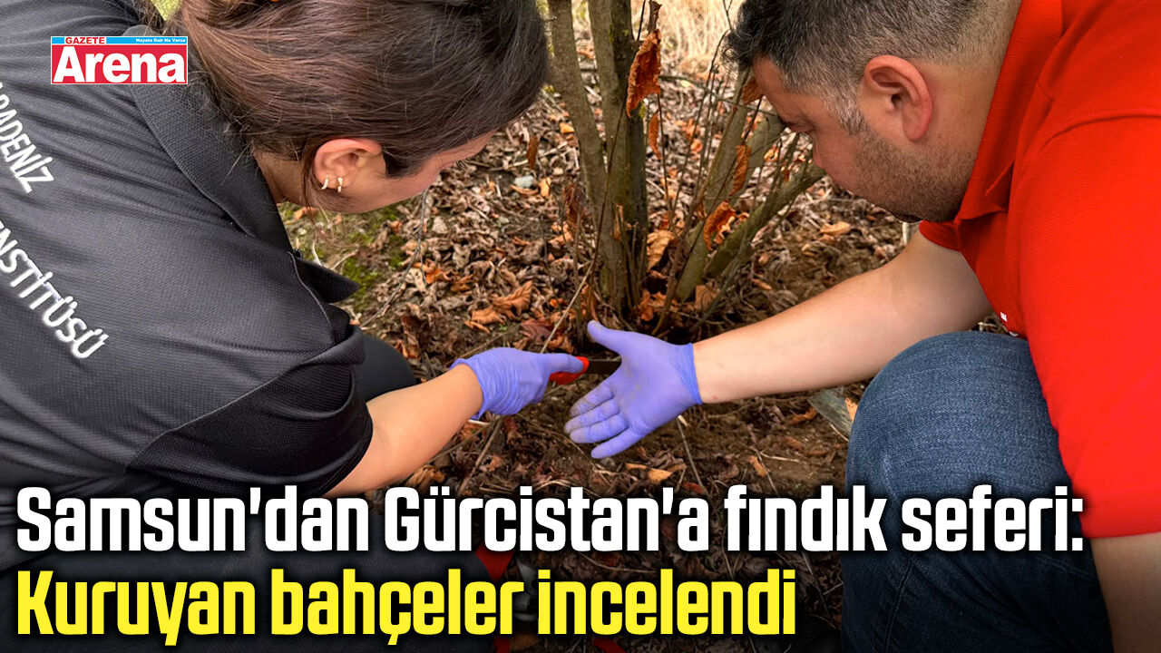 Samsun'dan Gürcistan'a fındık seferi: Kuruyan bahçeler incelendi