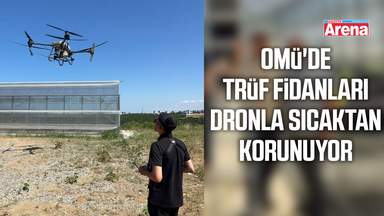 OMÜ'de trüf fidanları dronla sıcaktan korunuyor