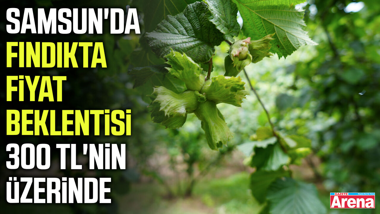 Samsun'da fındıkta fiyat beklentisi 300 TL'nin üzerinde