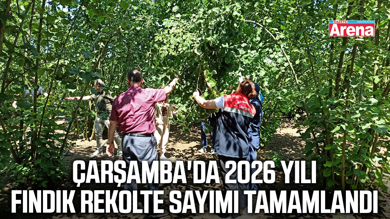 Çarşamba'da 2026 yılı fındık rekolte sayımı tamamlandı