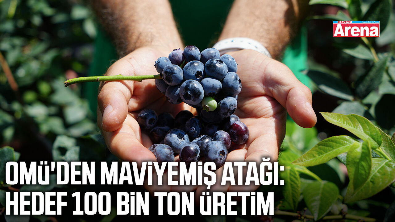 OMÜ'den maviyemiş atağı: Hedef 100 bin ton üretim