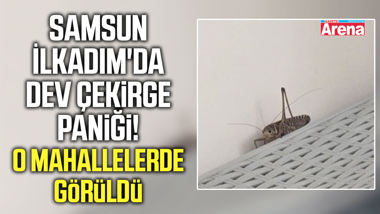Samsun İlkadım'da dev çekirge paniği!
