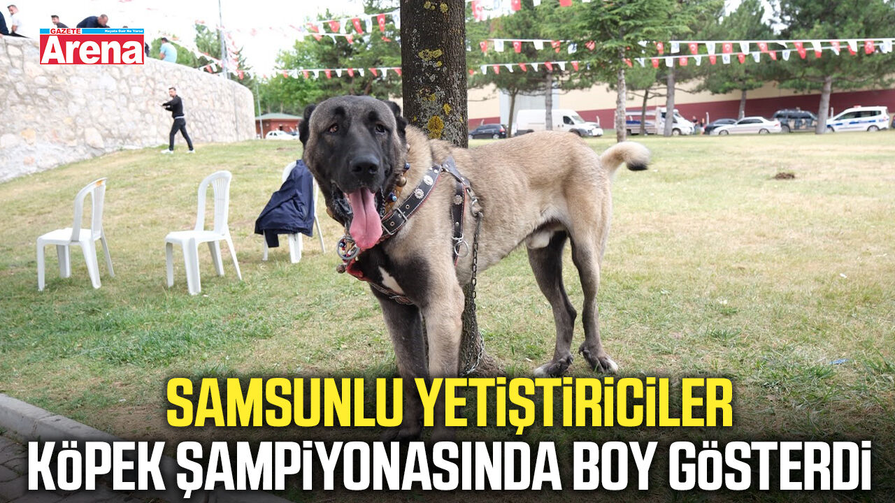 Samsun’un yerli çoban köpekleri Çorum’da yarıştı
