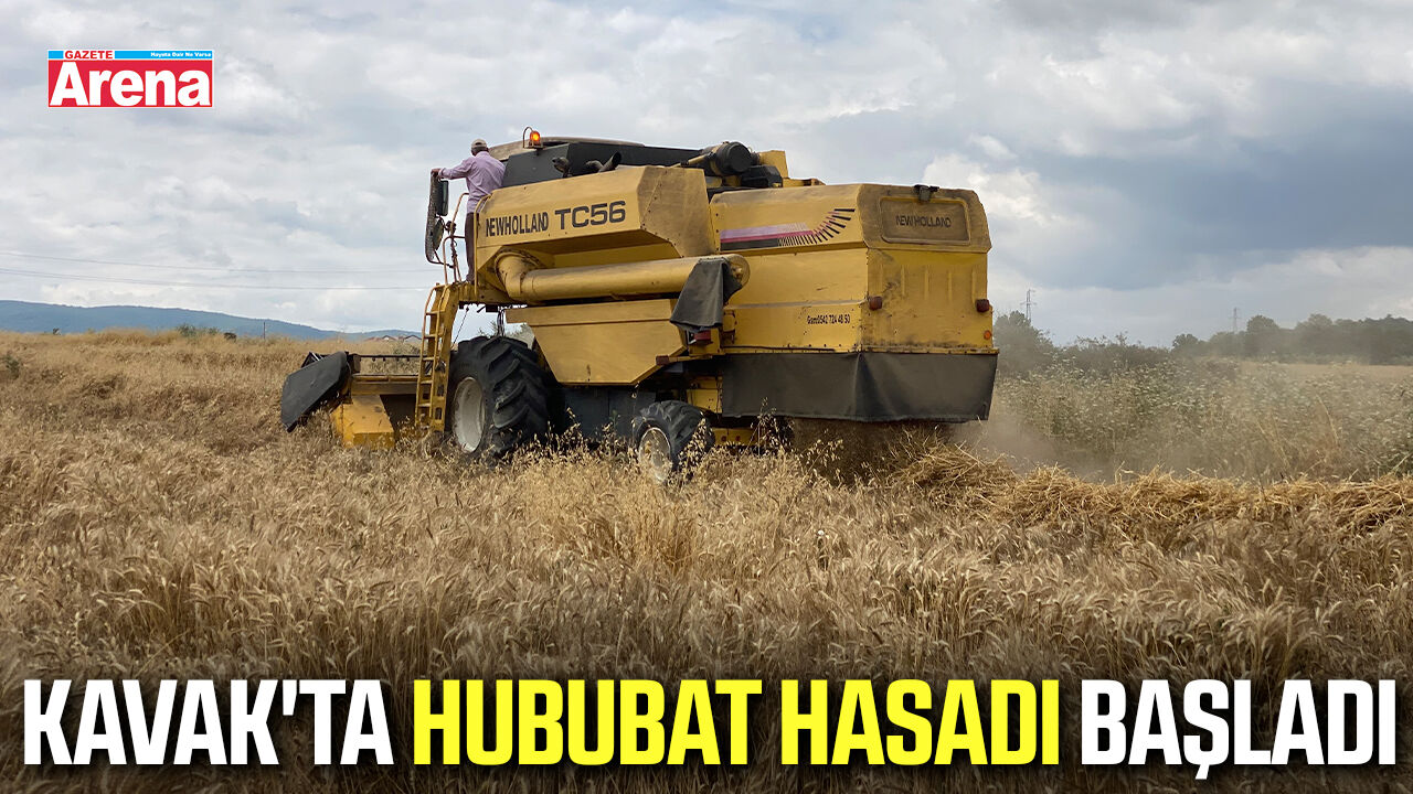 Kavak'ta hububat hasadı başladı
