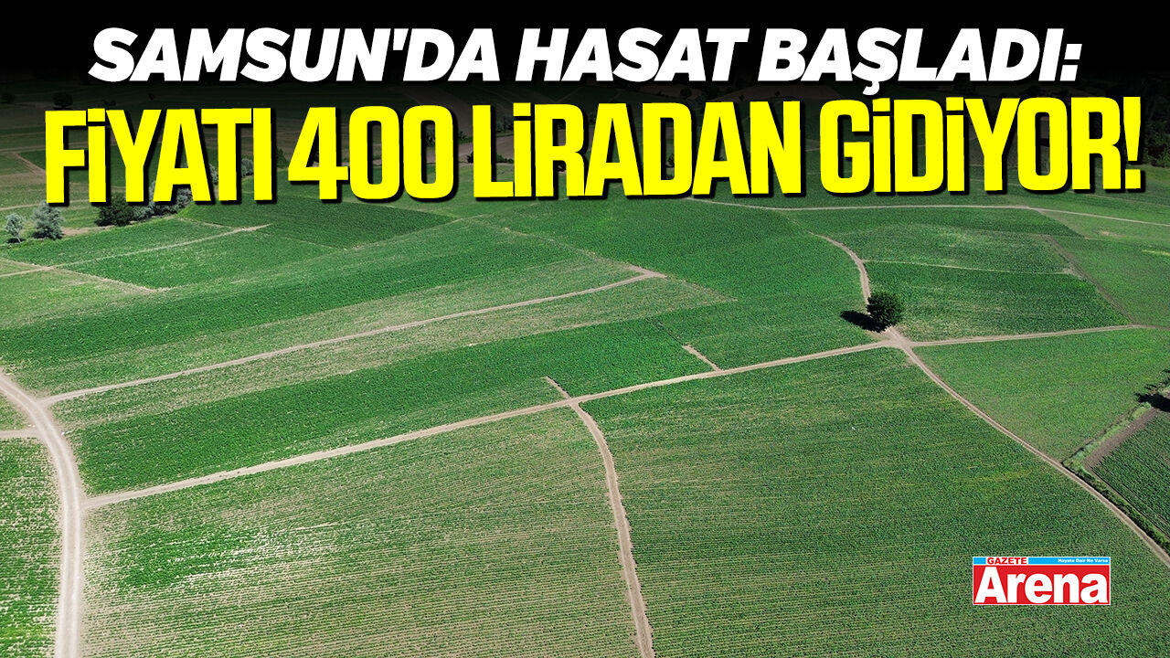 Samsun'da hasat başladı: Fiyatı 400 liradan gidiyor!