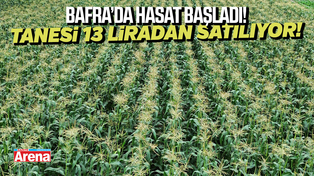 Bafra Ovası'nda mısır hasadı tüm hızıyla devam ediyor