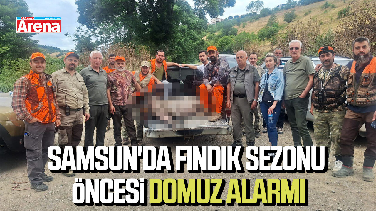 Samsun'da fındık sezonu öncesi domuz alarmı