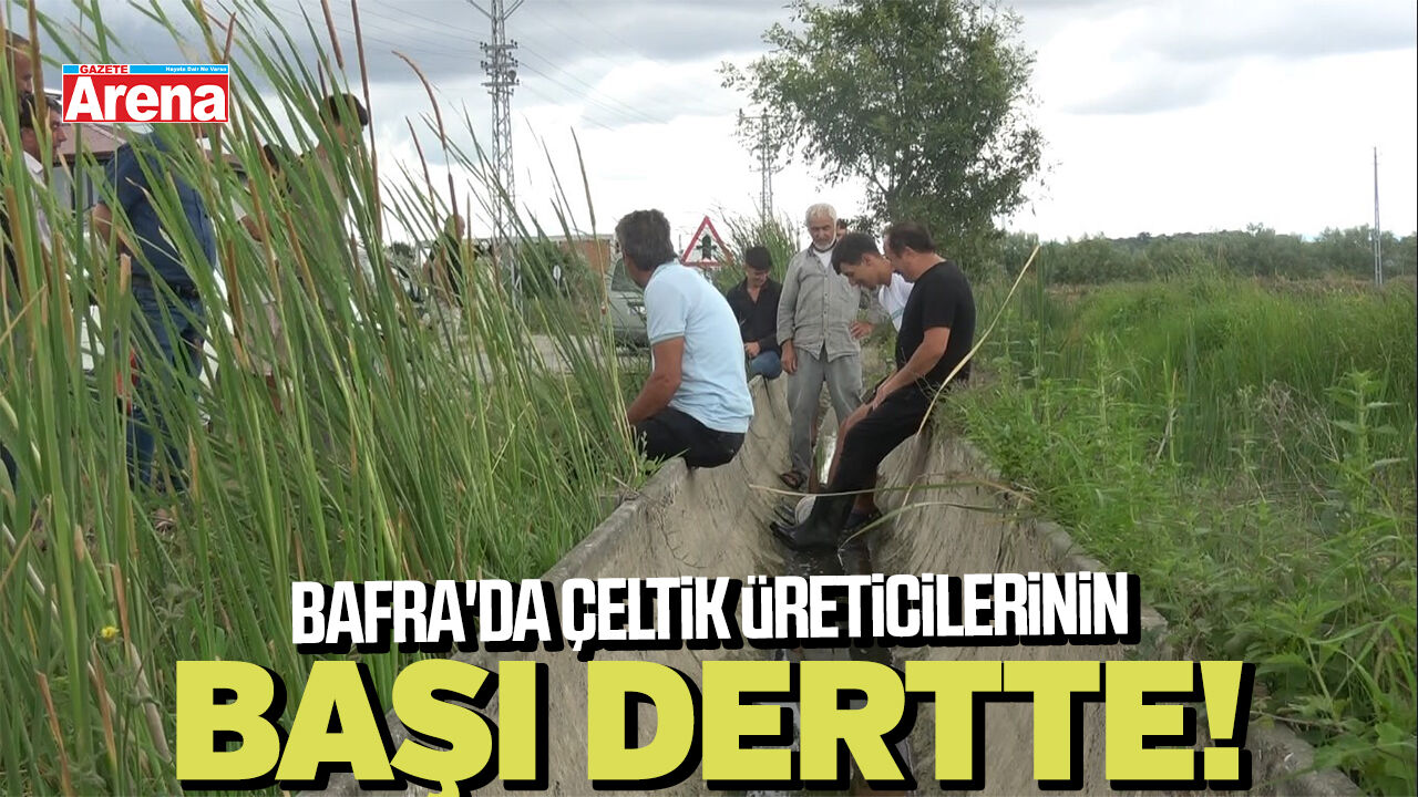 Bafra'da  çeltik üreticilerinin başı dertte!