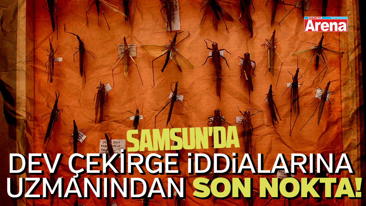 Samsun'da dev çekirge iddialarına uzmanından son nokta!