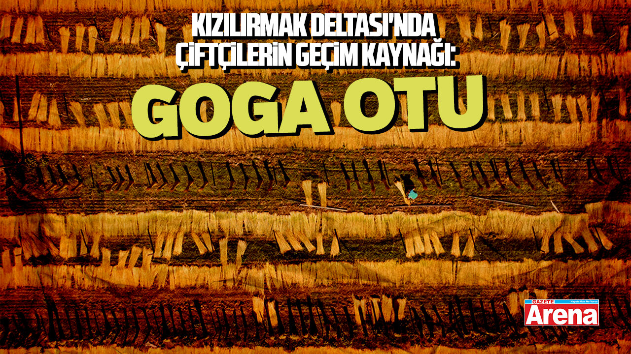 Kızılırmak Deltası'nda çiftçilerin geçim kaynağı: Goga Otu