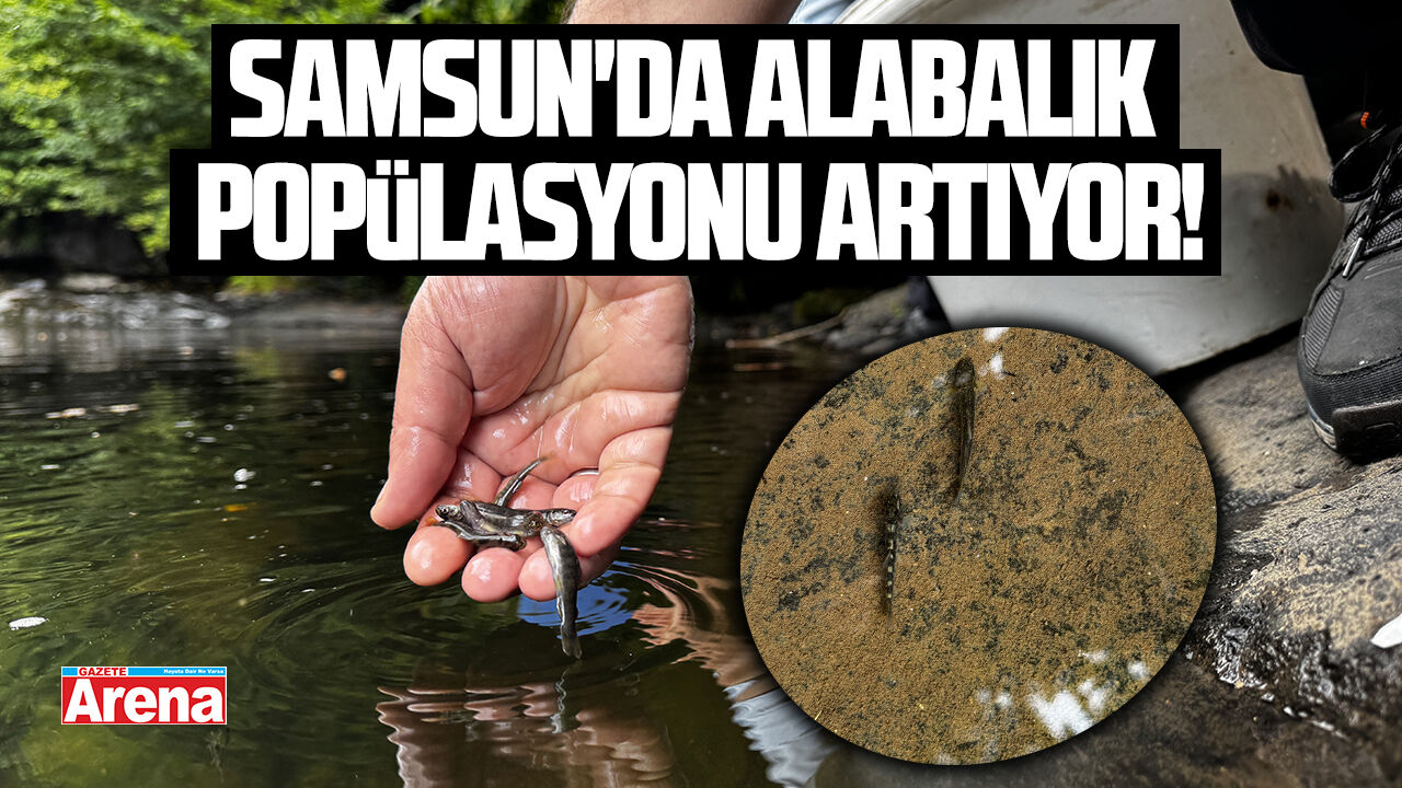 Samsun'da alabalık popülasyonu artıyor!