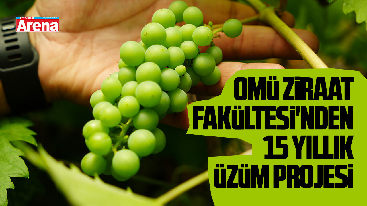 OMÜ Ziraat Fakültesi'nden 15 yıllık dev üzüm projesi