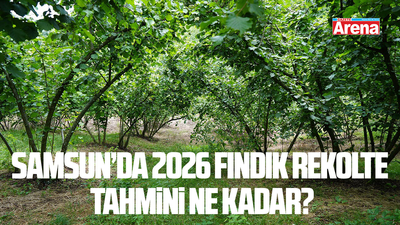 Samsun'da 2026 fındık rekolte çalışmaları bitti