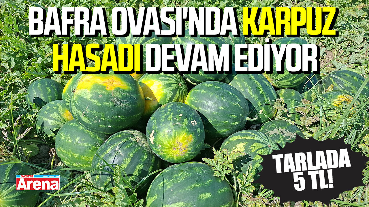 Bafra Ovası'nda karpuz hasadı devam ediyor