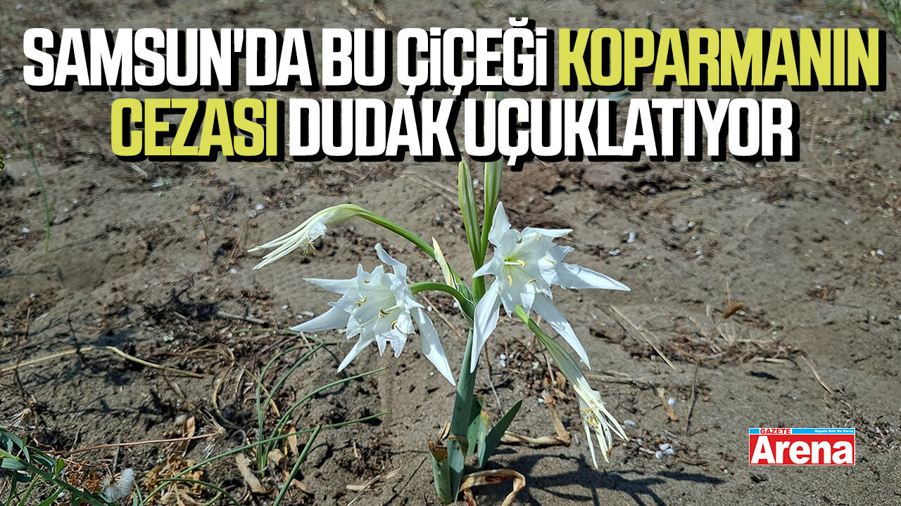 Samsun'da bu çiçeği koparmanın cezası dudak uçuklatıyor