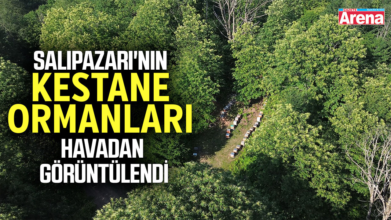 Salıpazarı'nın kestane ormanları havadan görüntülendi