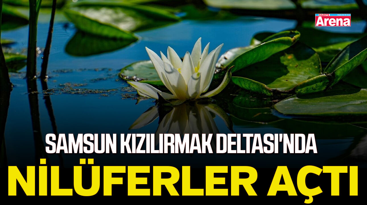 Samsun Kızılırmak Deltası'nda nilüferler açtı