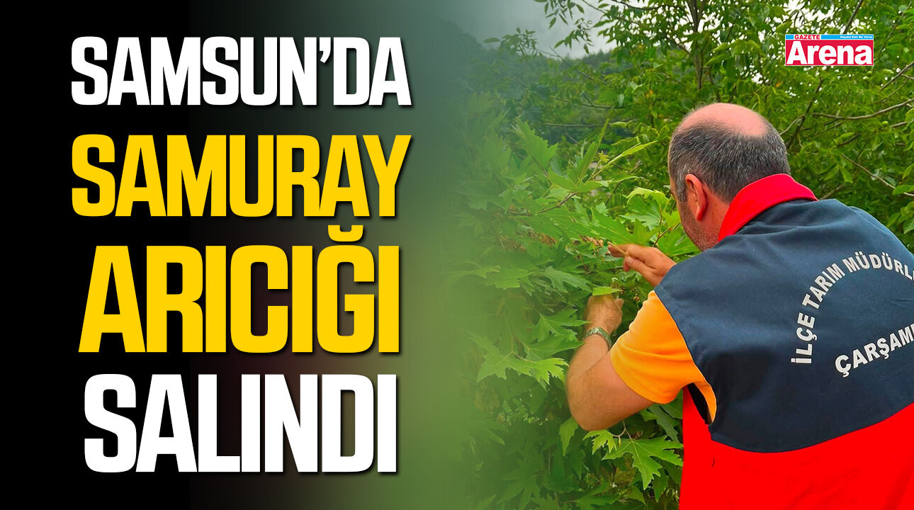 Çarşamba'da kahverengi kokarcaya karşı mücadelede adım!