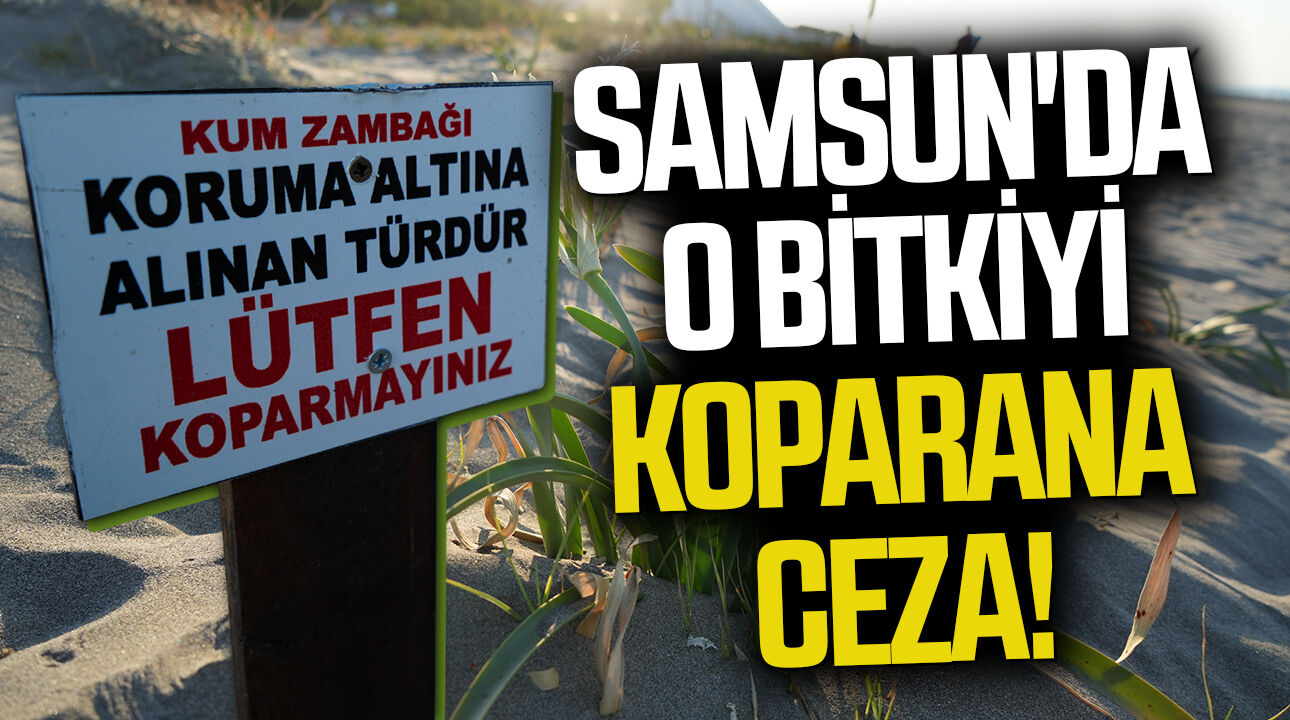 Samsun'da o bitkiyi koparan yandı! Cezası 699 bin TL