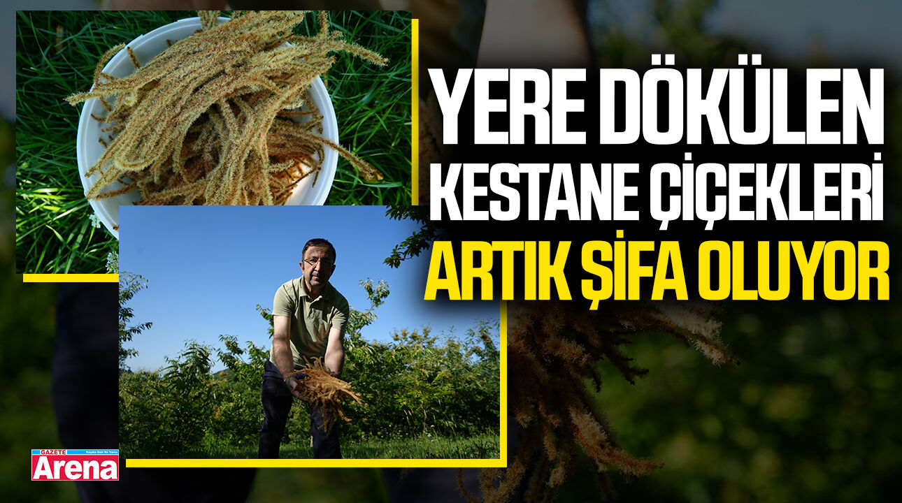 Samsun'da yere dökülen kestane çiçekleri artık şifa oluyor