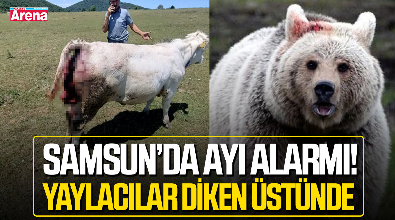 Yaylacılar diken üstünde: Samsun'da ayı alarmı!