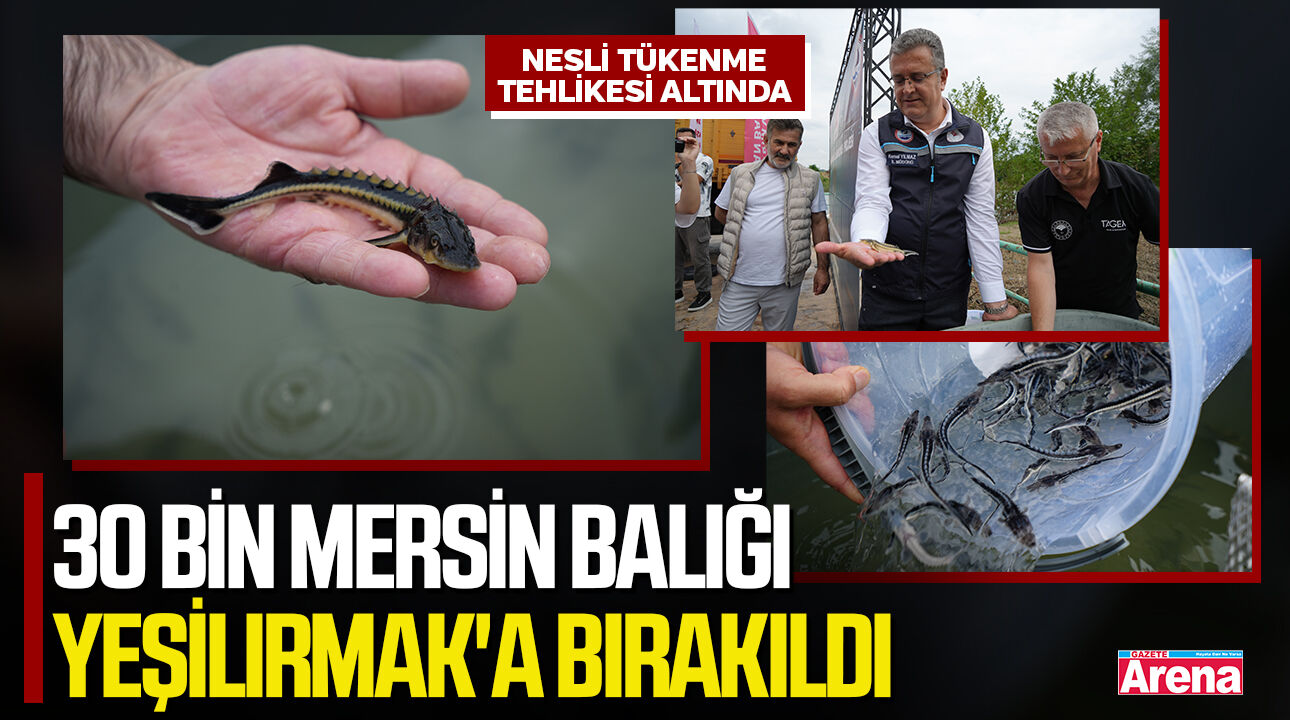 Samsun'da 30 bin mersin balığı Yeşilırmak'a bırakıldı