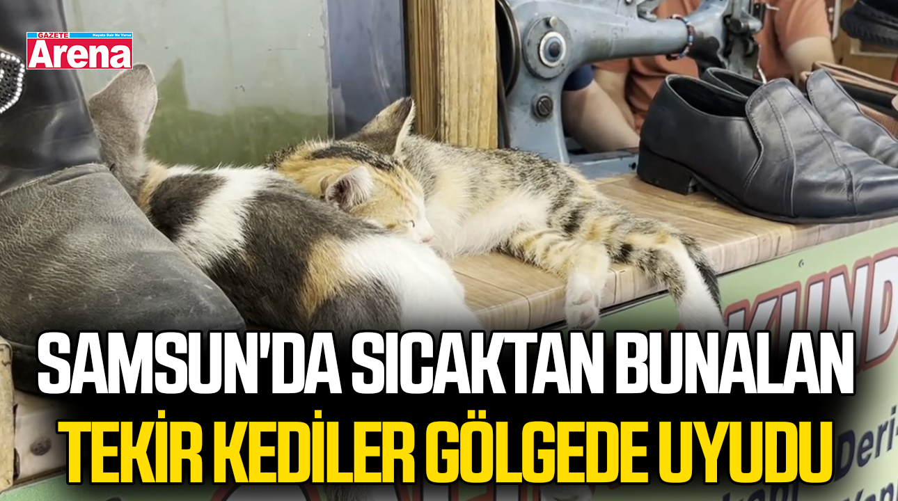Samsun'da sıcaktan bunalan tekir kediler gölgede uyudu