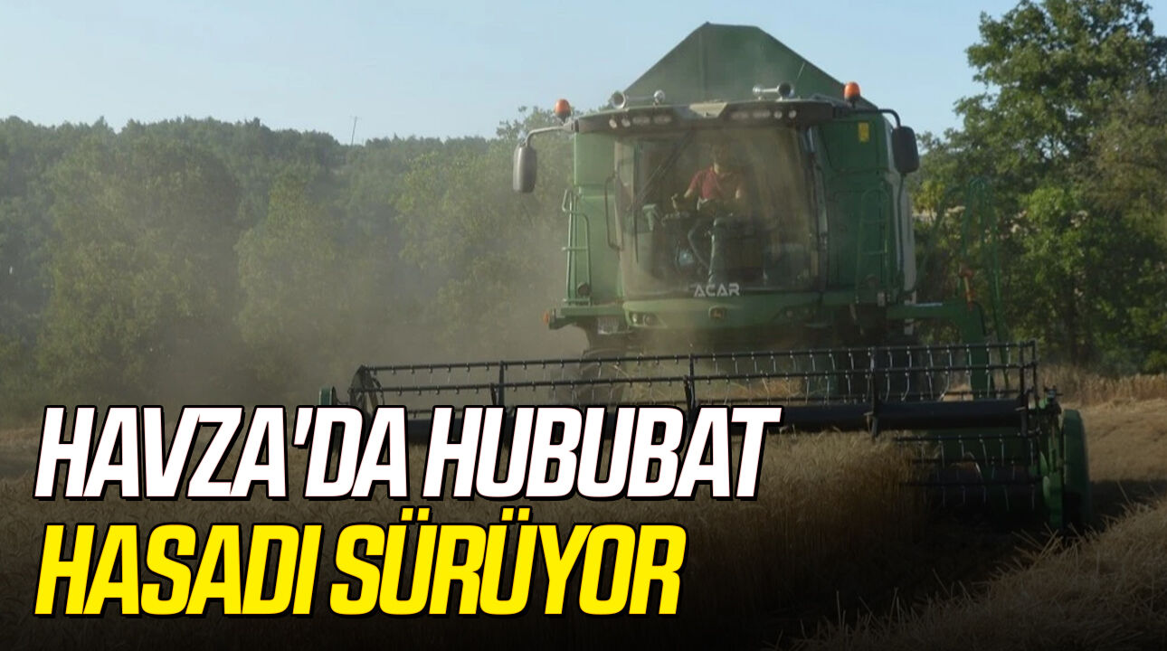 Havza'da hububat hasadı sürüyor