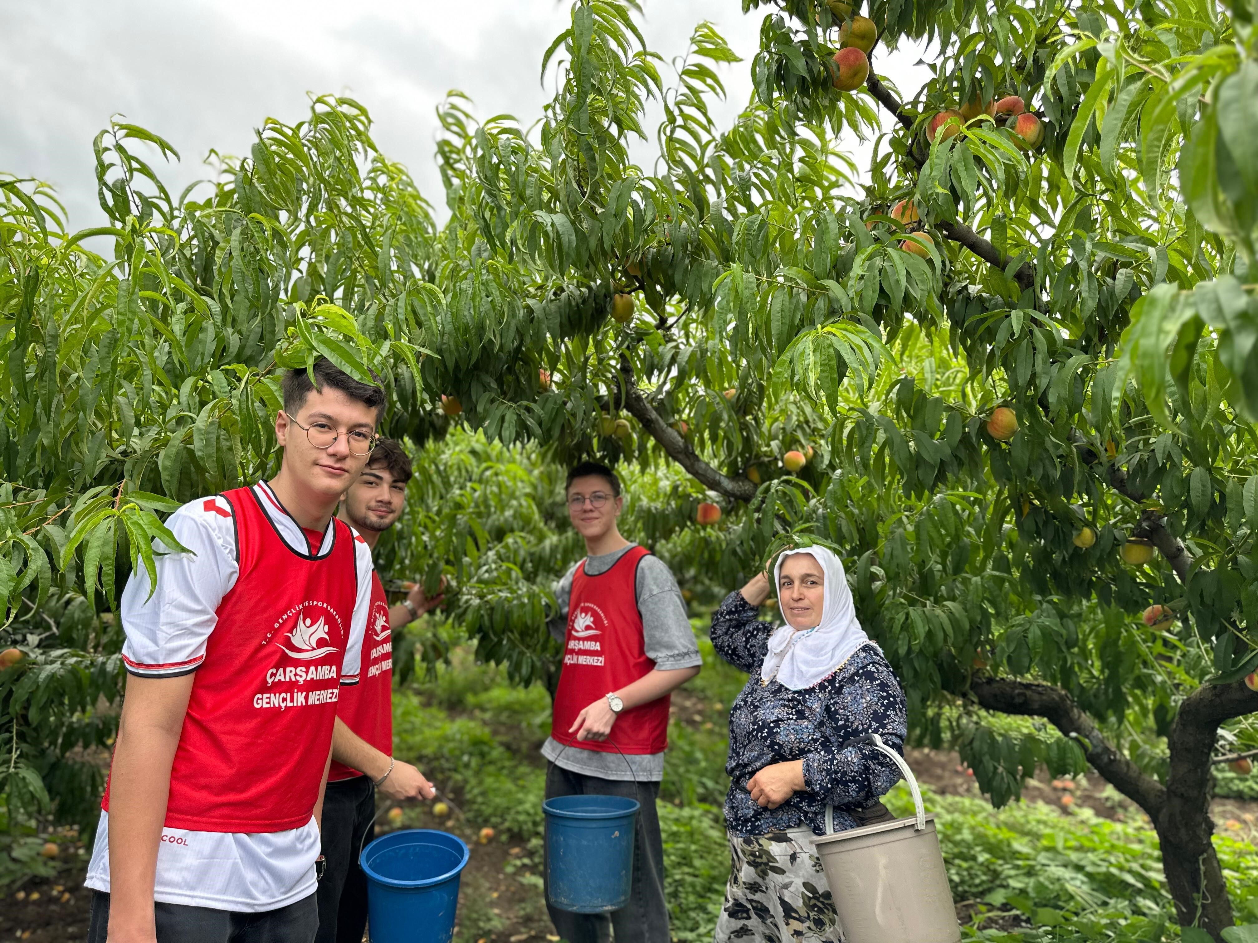Samsun'da Hasat Etkinliği Şeftali Ile Başladı (6)