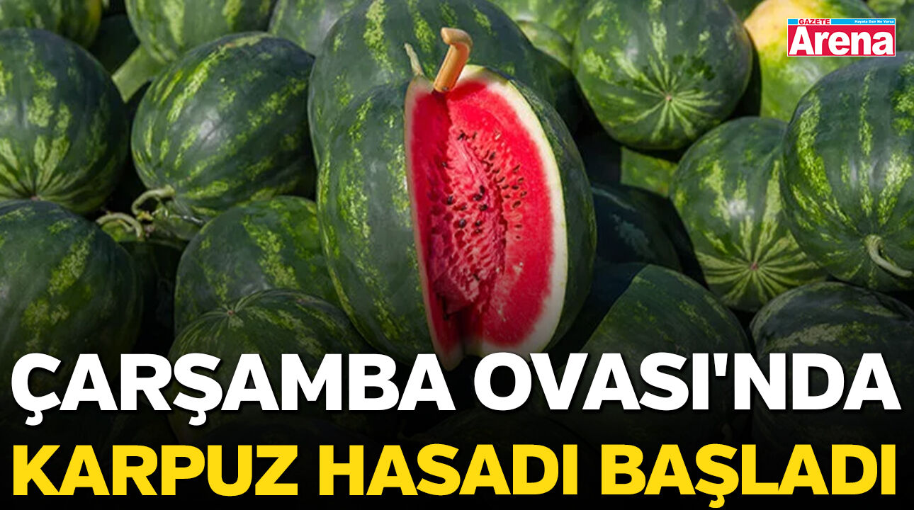 Çarşamba Ovası'nda karpuz hasadı başladı!