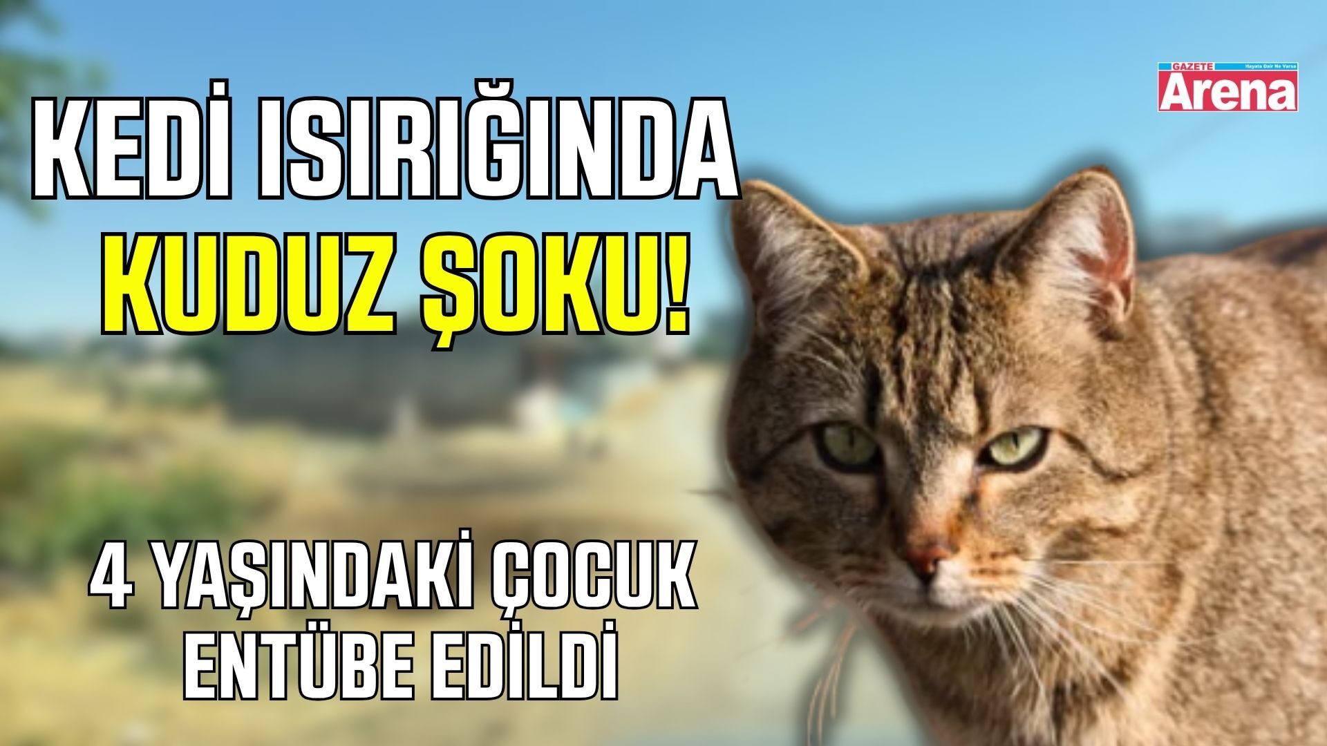 4 yaşındaki çocuğu ısıran kedi kuduz çıktı