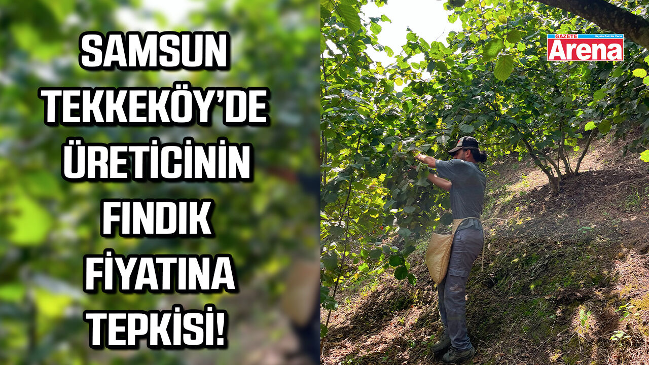 Samsun Tekkeköy'de üreticinin  fındık fiyatlarına tepkisi