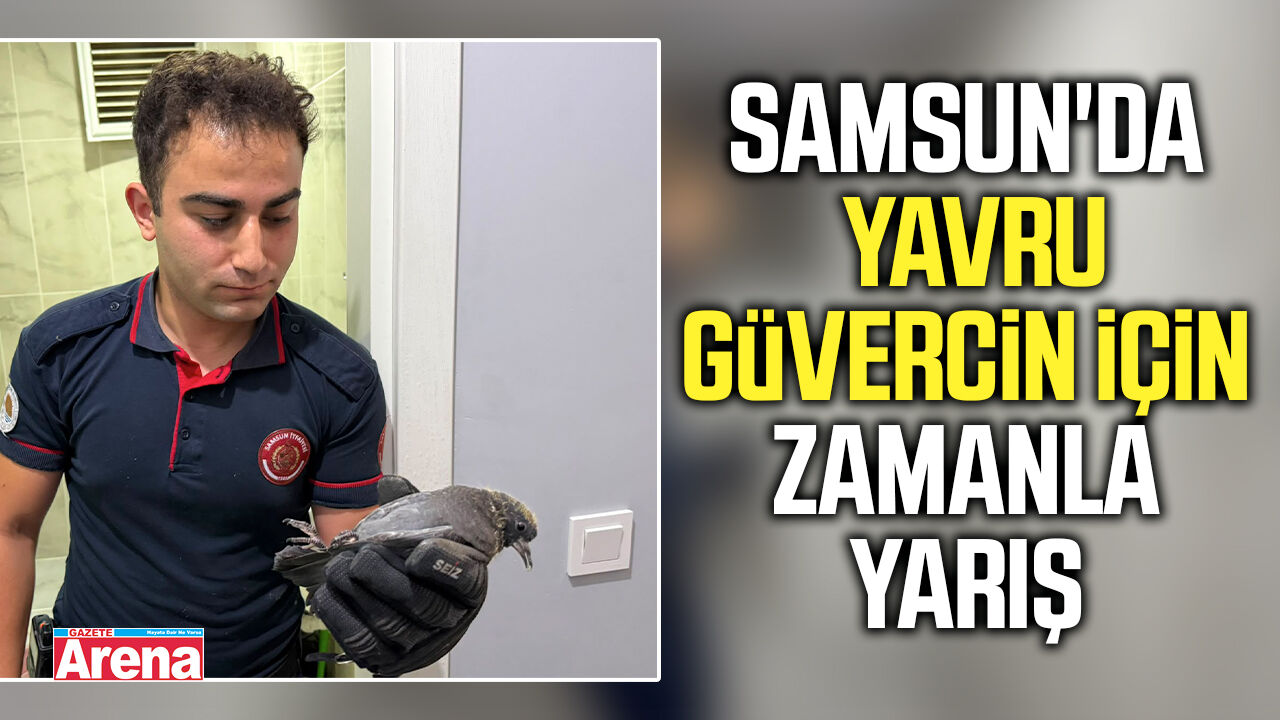 Samsun'da yavru güvercin için zamanla yarış