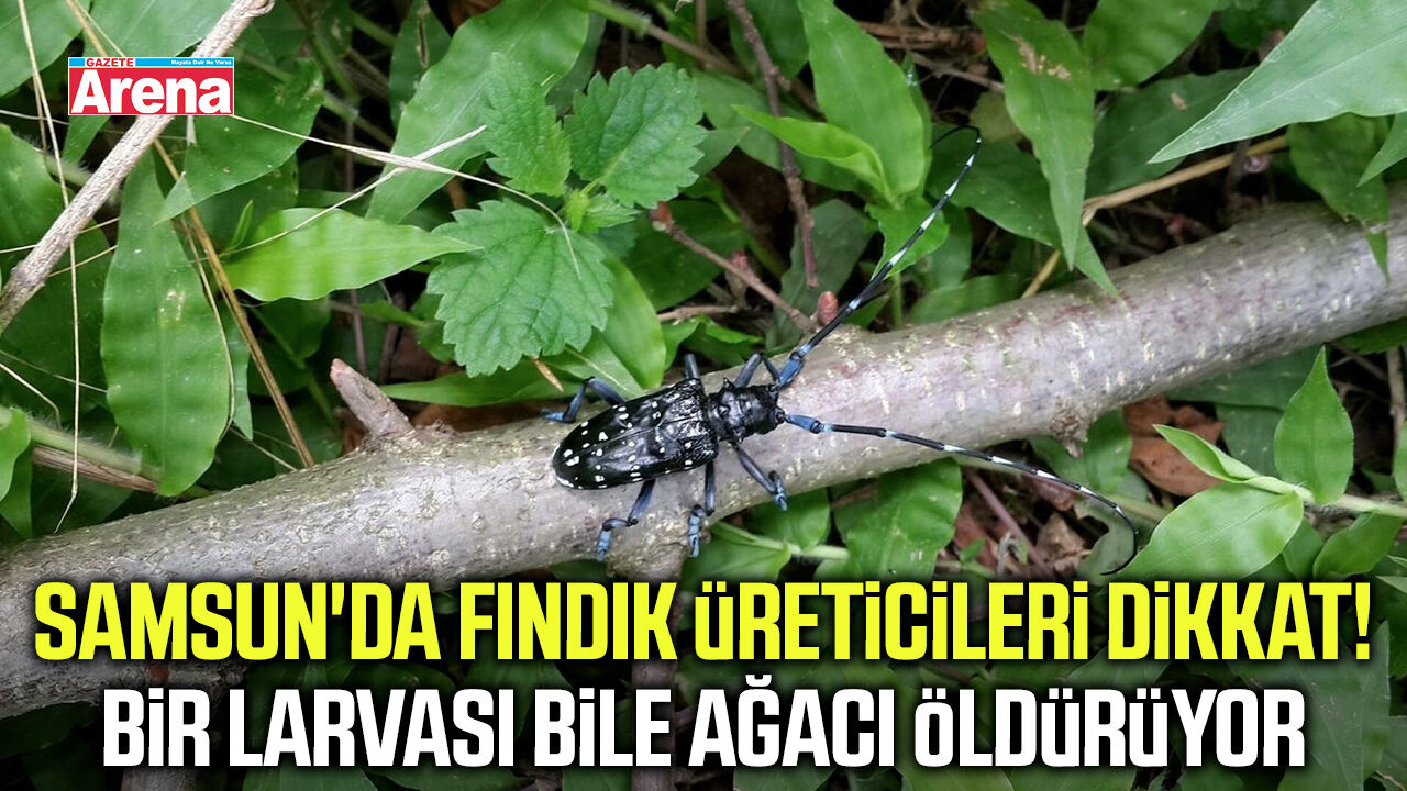 Samsun'da fındık alarmı! Ağaçları içten içe kurutuyor