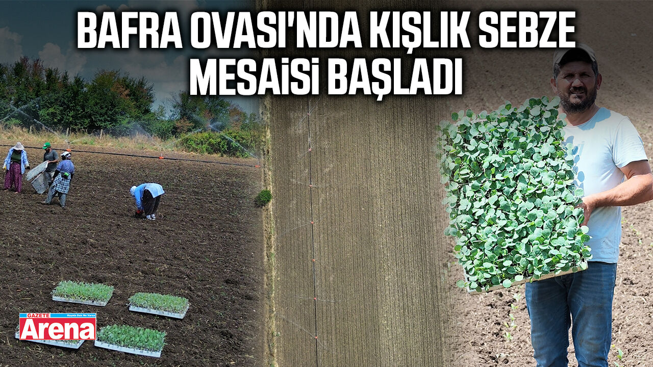 Bafra Ovası'nda kışlık sebze mesaisi başladı
