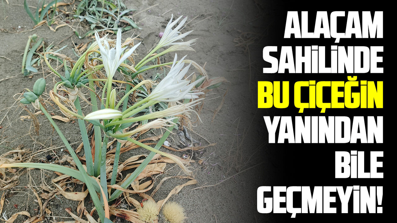 Alaçam sahilinde kum zambaklarını koparmaya ağır ceza